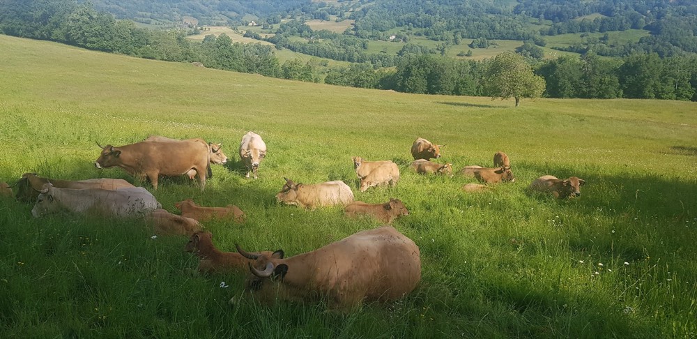 Troupeau de vaches Aubrac au pâturage à la Ferme de Turlande